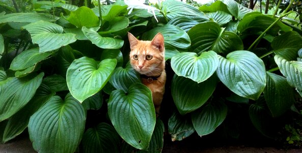 Cats pet cat eyes