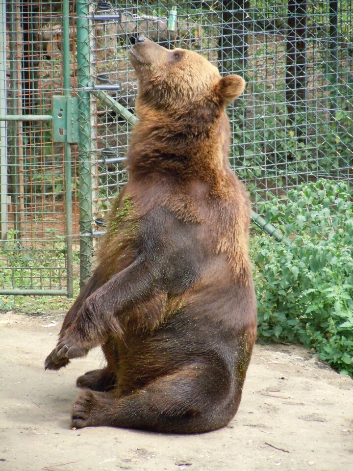 Bear zoo mammal