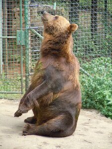 Bear zoo mammal