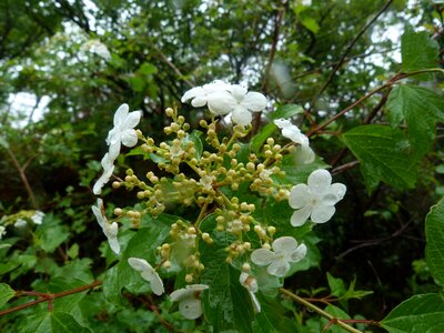 White viburnum nature