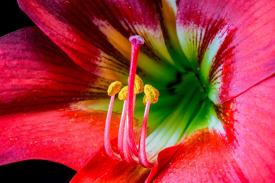 Bloom flower red