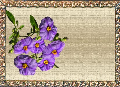 Flower frame photo