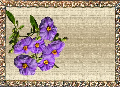 Flower frame