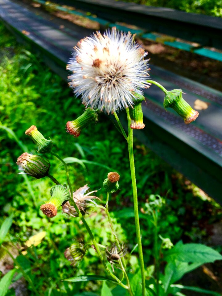 Plants grass
