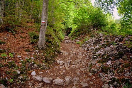 Forest rock mountains photo