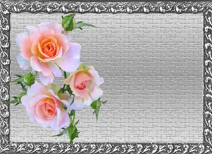 Roses frame