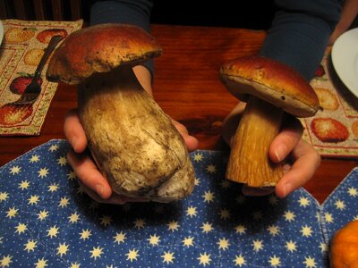 Boletus porcini