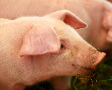 Animal pig