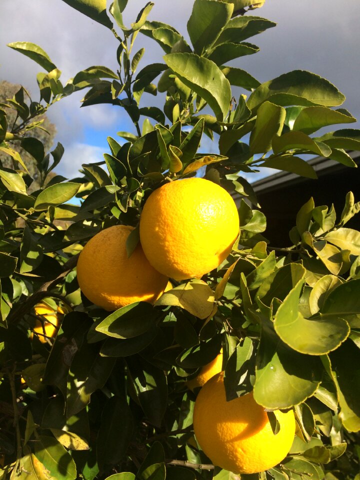 Food citrus fresh
