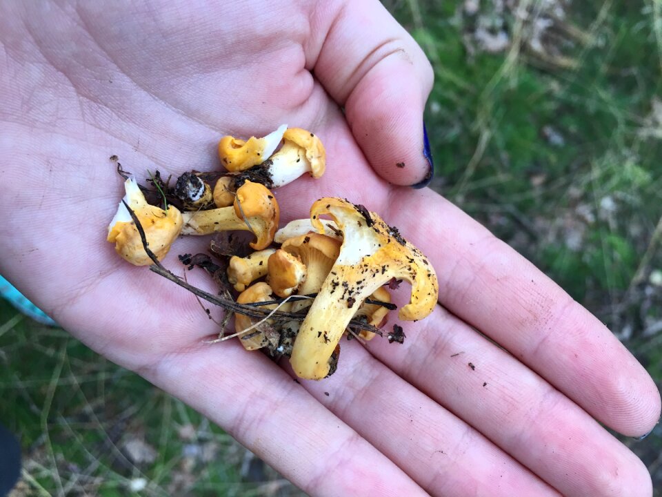 Forest fruits of the forest autumn