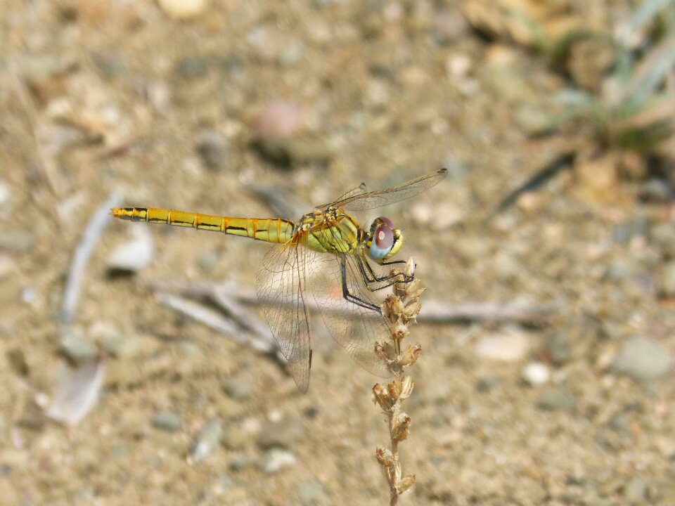 Parot of xarreteres dried plant orthetrum chrysostigma