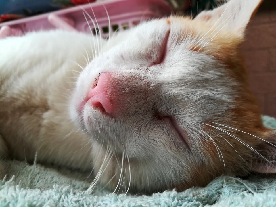 Sleeping cat cute animals