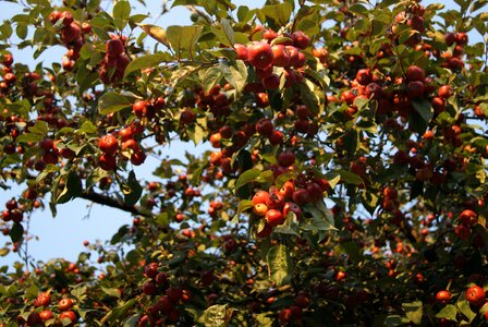 Fruit nature fruitful apple tree photo