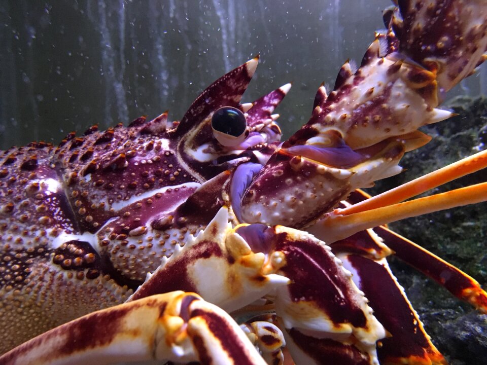 Marine animal lobster aquarium