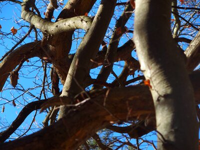 Blue sky tree kahl photo