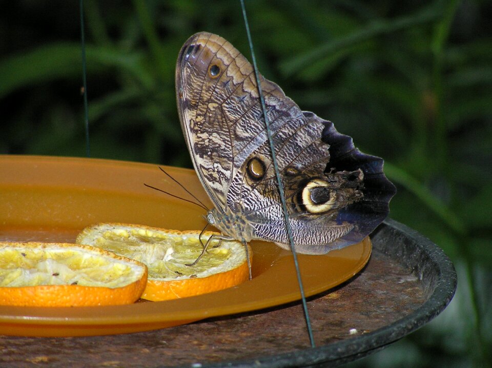 Butterfly orange slices