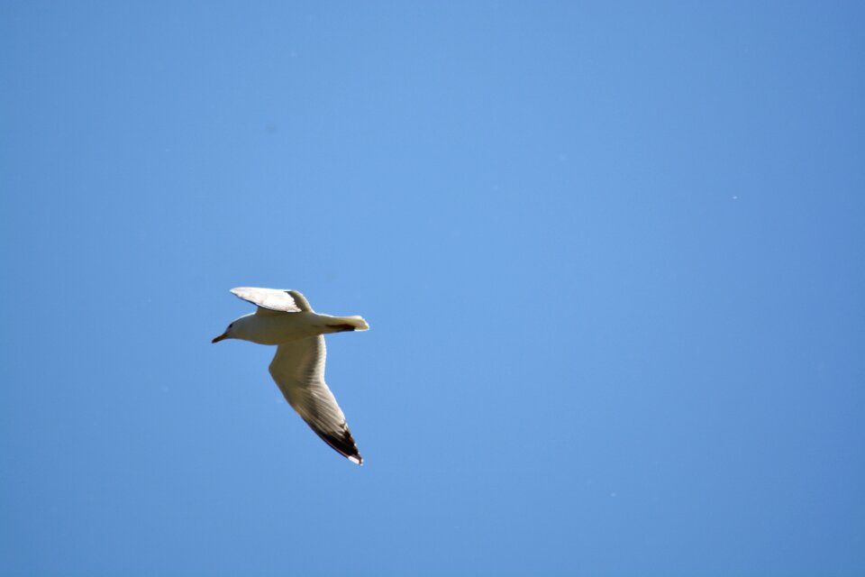 Sky birds blue