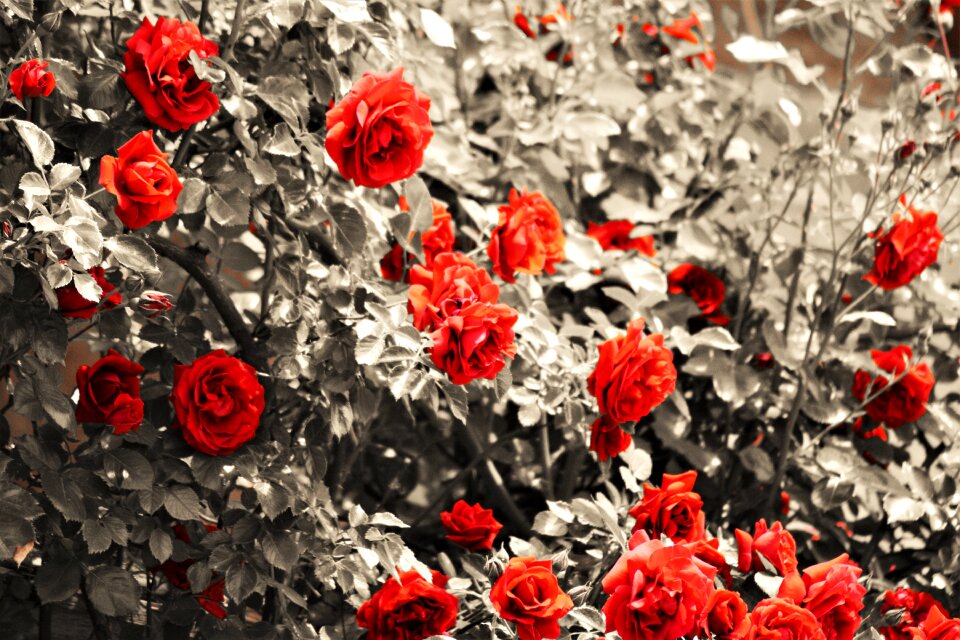 Flower red rose