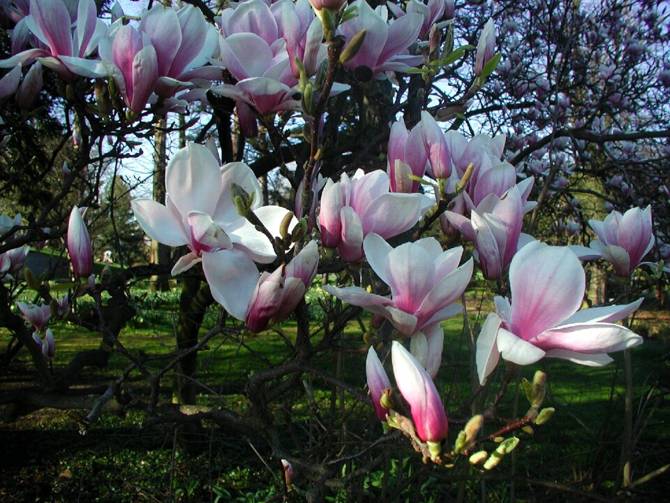 Bloom pink ornamental plant photo