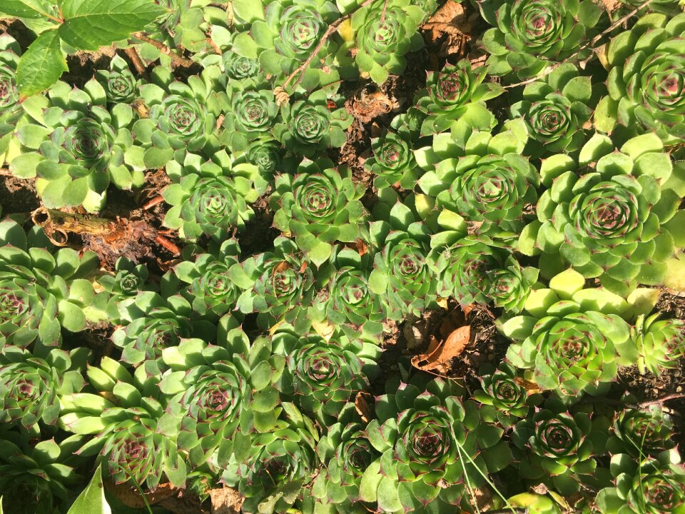 Flower rockery a garden plant