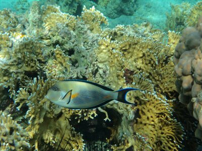Red barrier reef