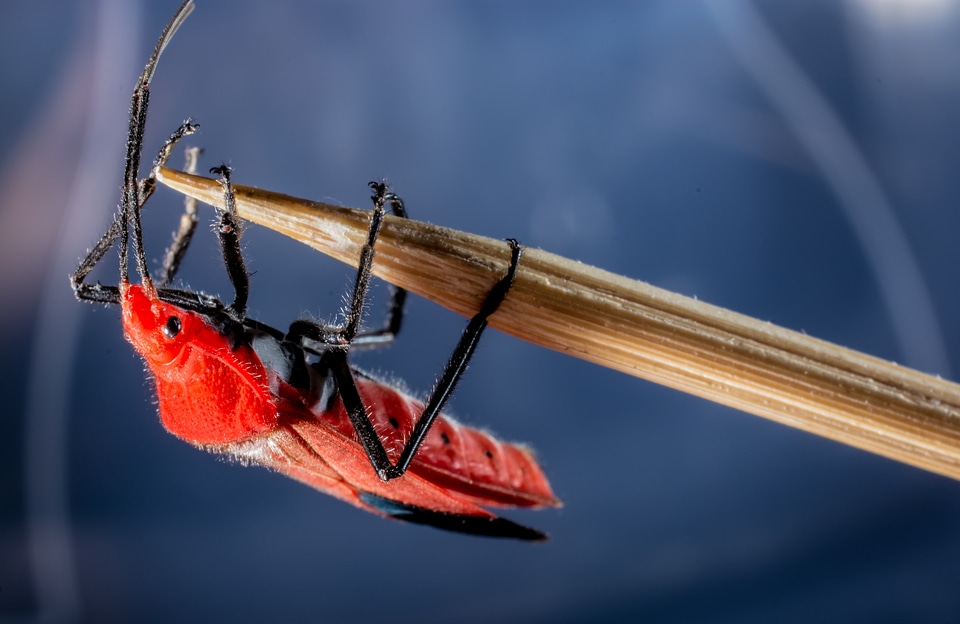 Red beetle insect macro