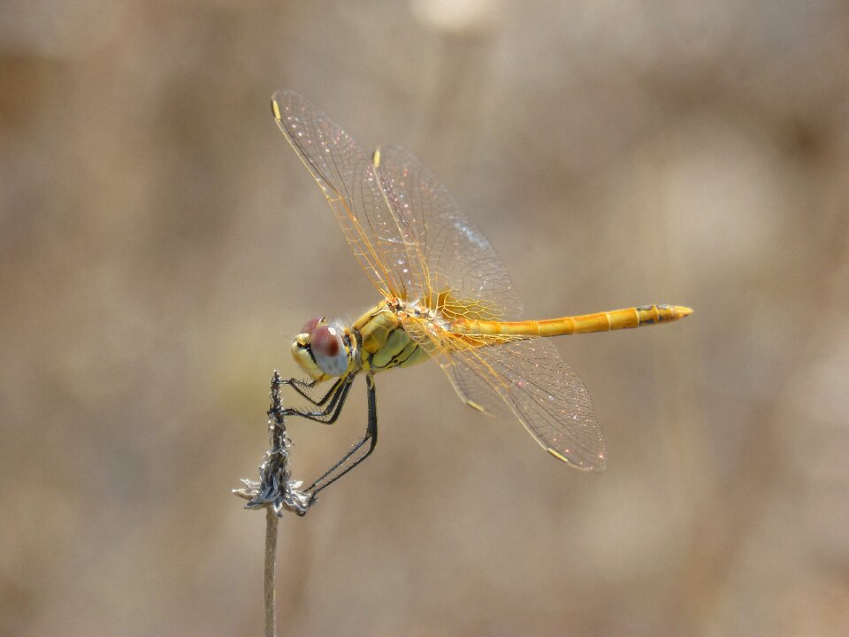 Parot of xarreteres detail orthetrum chrysostigma