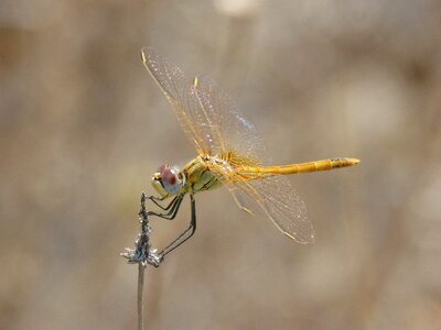 Parot of xarreteres detail orthetrum chrysostigma