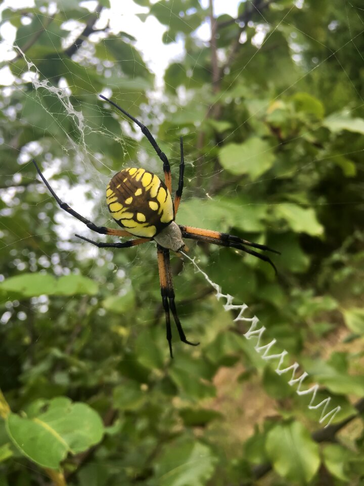 Weaver web nature