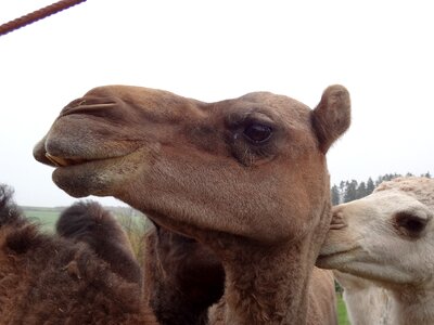 Camel head desert ship photo