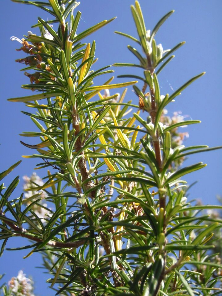 Rosmarinus officinalis rosmarinus medicinal