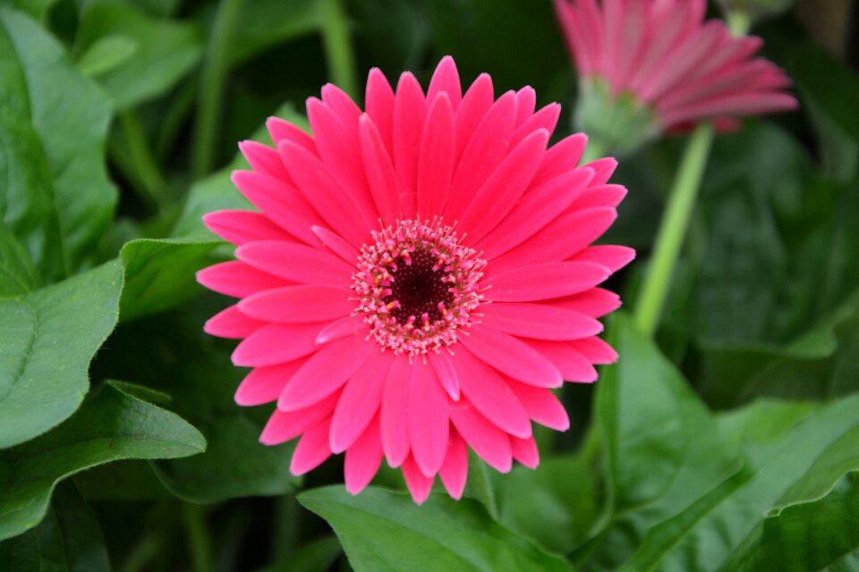 Flowering plants garden