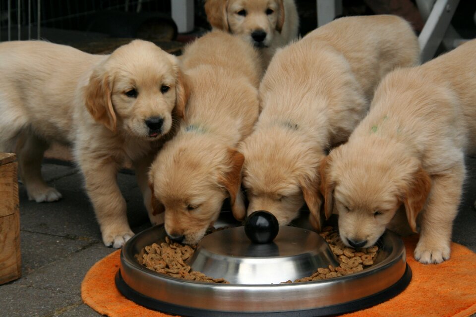 Golden retriever puppy dog puppy cute puppies eating