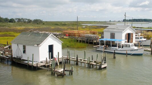Chesapeake bay crab