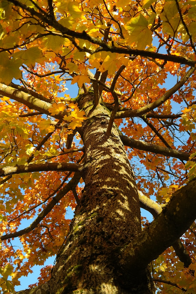 Acer platanoides yellow orange photo