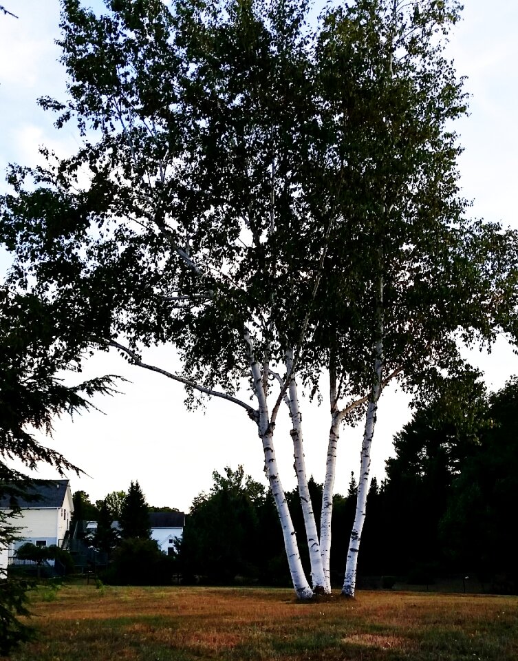 Trees clump trunks
