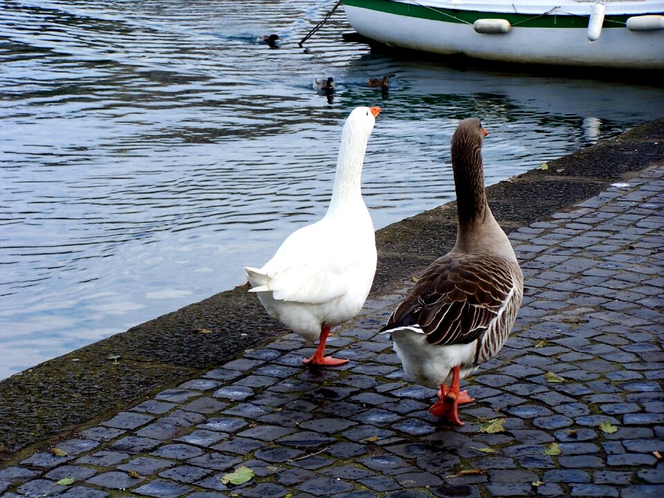 Geese couples ferragosto