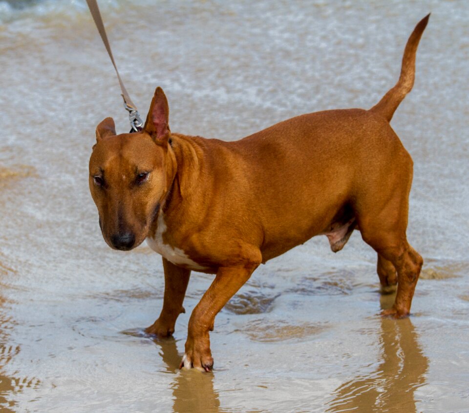 Canine puppy grey