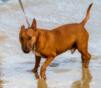 Canine puppy grey