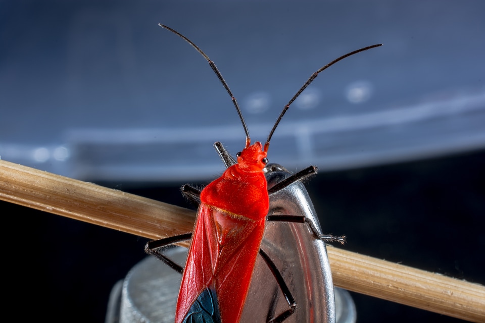 Red beetle insect macro