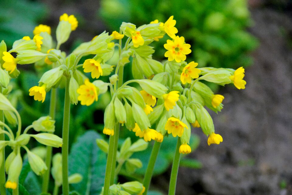 Garden plant small flowers