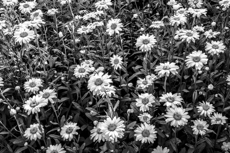 White botanical bloom