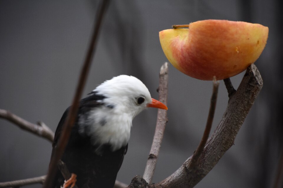 Zoo white head photo