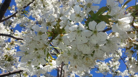 Flowers cherry spring