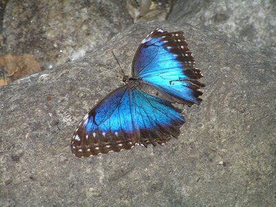 Blue gray butterfly photo