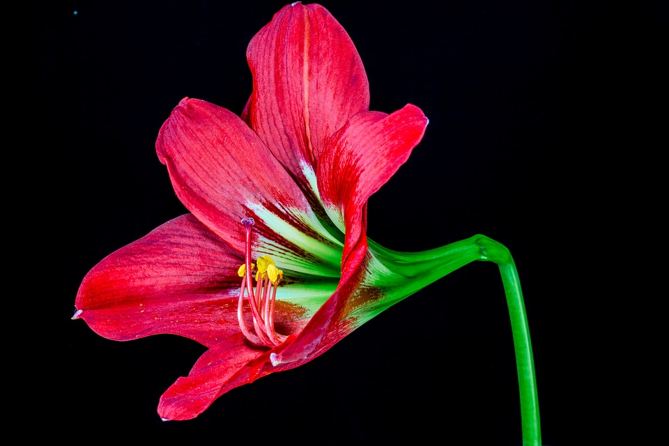 Bloom flower red