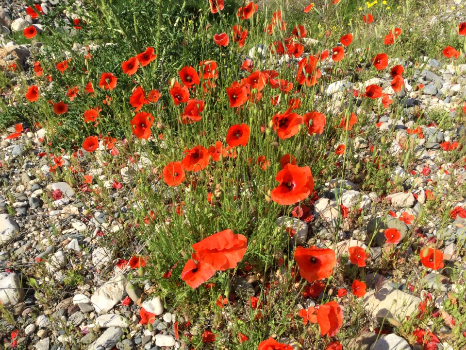 Nature field landscape