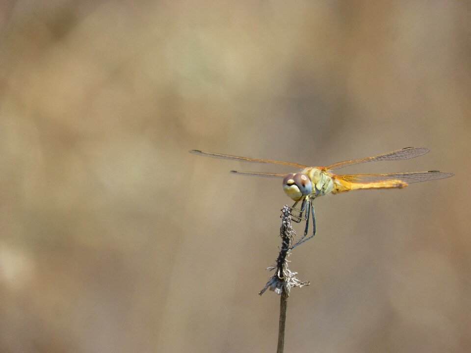 Yellow dragonfly branch orthetrum chrysostigma