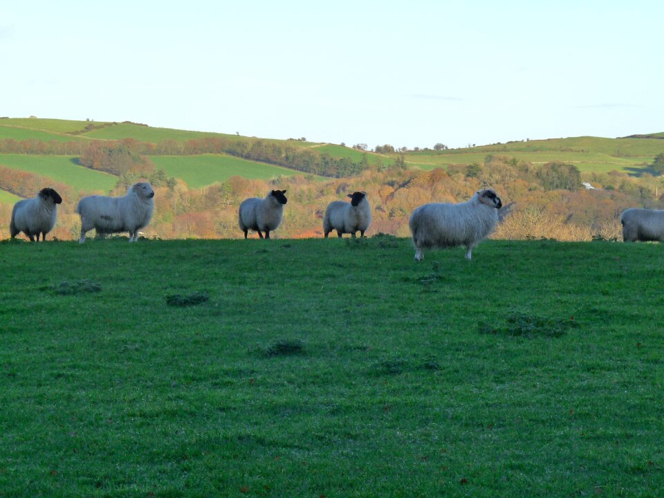 Ireland nature