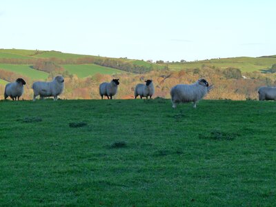 Ireland nature